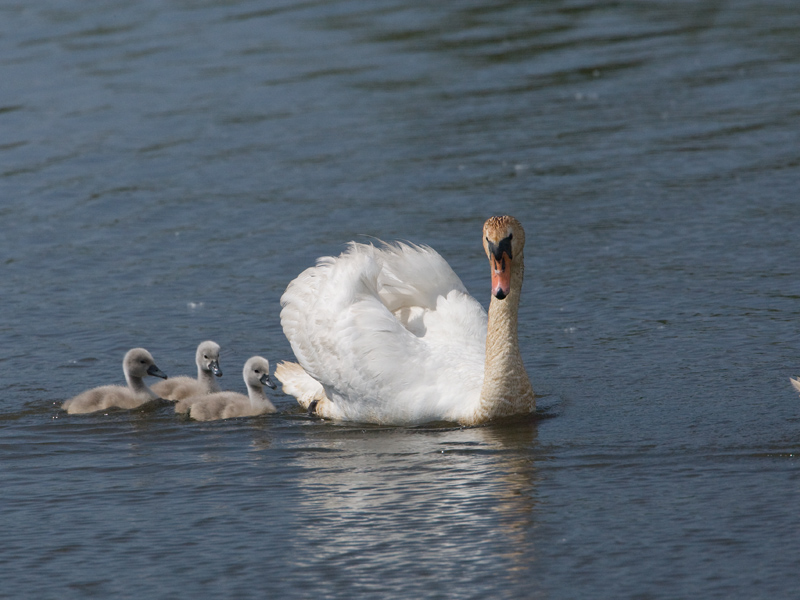 Cygnus olor Mute Swan Knobbelzwaan